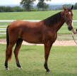 Tennessee Walking Horse CHAMPAGNE OF CHOICE #2030408
