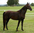 Tennessee Walking Horse gelding, PLAYBOYS LADIES TOUCH #20202408/B