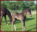 SPOTTED SON OF A RITZ FILLY