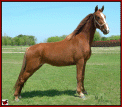 SUNLIGHT'S SASSY #20512533