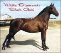 White Diamonds Black Gold