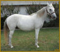 BUCKSKIN BEAUTY