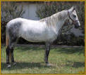 BUM'S SILVERHEELS