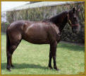 COIN'S BUCKSKIN BEAUTY