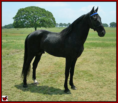 Adventures In Owning A Tennessee Walking Horse - Stallion Prospects List