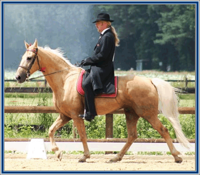 Adventures in Owning A Tennessee Walking Horse - Photographing Your ...